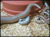 Birth of a Desert Rosy boa