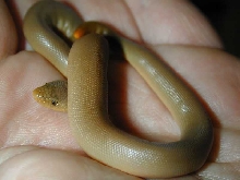 rubber boa 02