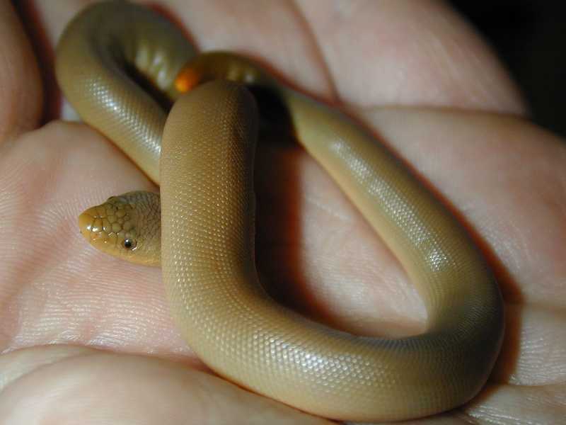 rubber boa 02