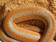 Gravid San Gabriel
