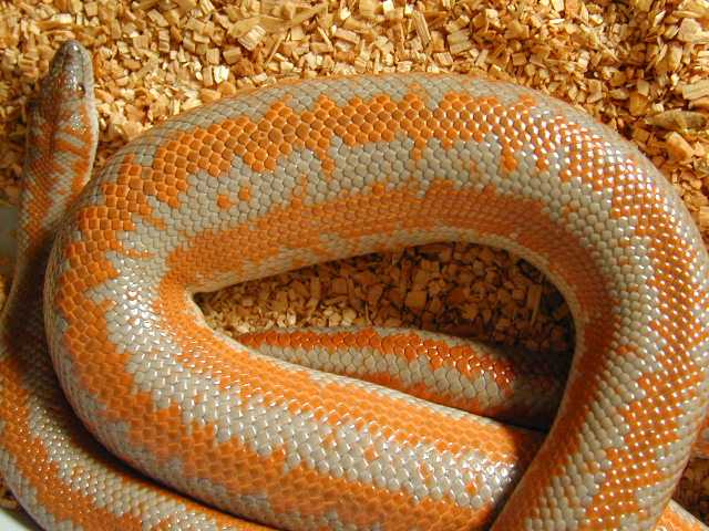 Gravid San Gabriel