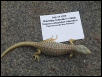 Schneiders hatchling
