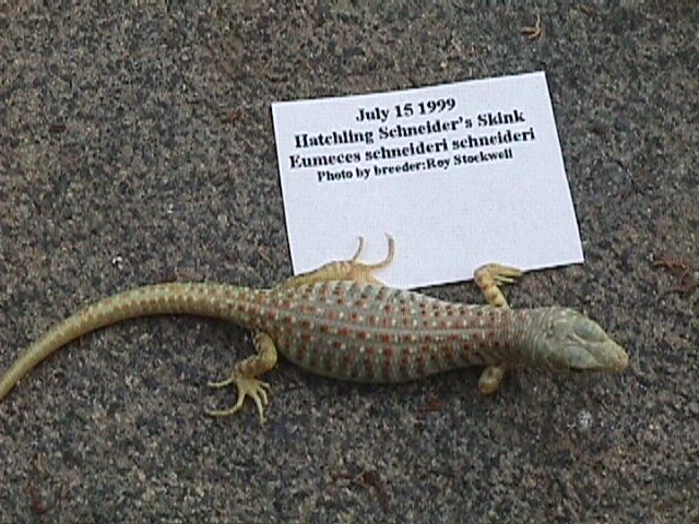 Schneiders hatchling