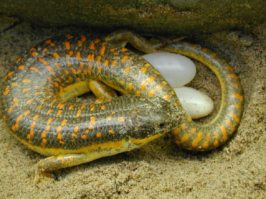 Schniederi