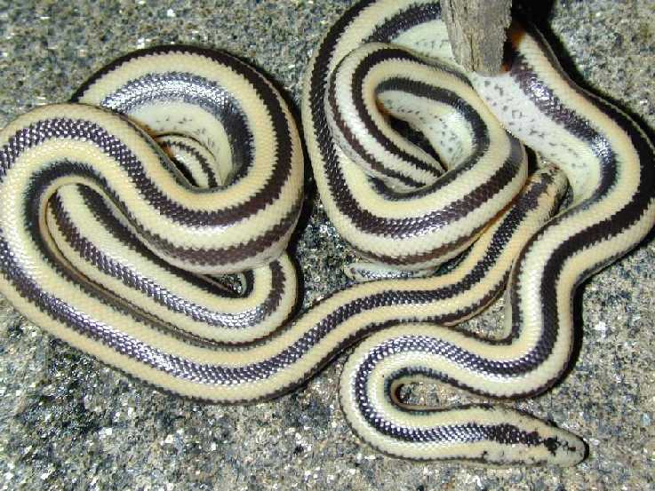 South Baja trivs (San Ignacio type)