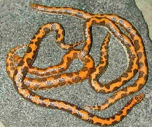 Nuclear wide orange Kenyans