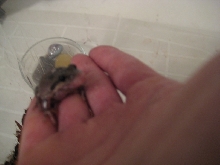 Sick frog