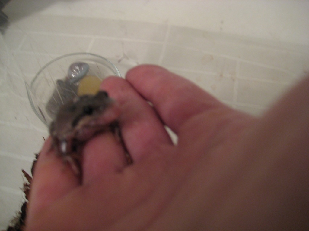 Sick frog