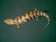 gravid female BTS