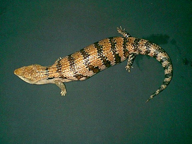 gravid female BTS