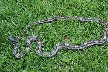 wild big grey rat snake
