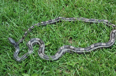 wild big grey rat snake