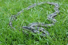 wild big grey rat snake