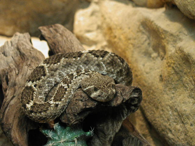 Atrox