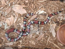 cr 801 annulata