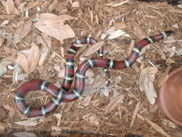 cr 801 annulata