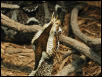 Rhino Viper