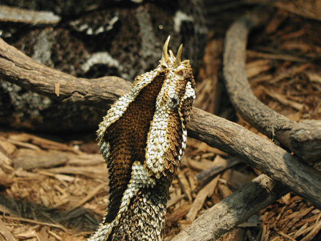 Rhino Viper