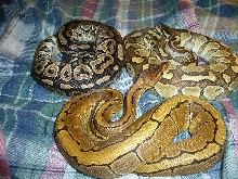 09 F Cinny, 09 F Pinstripe, 09 M Lesser