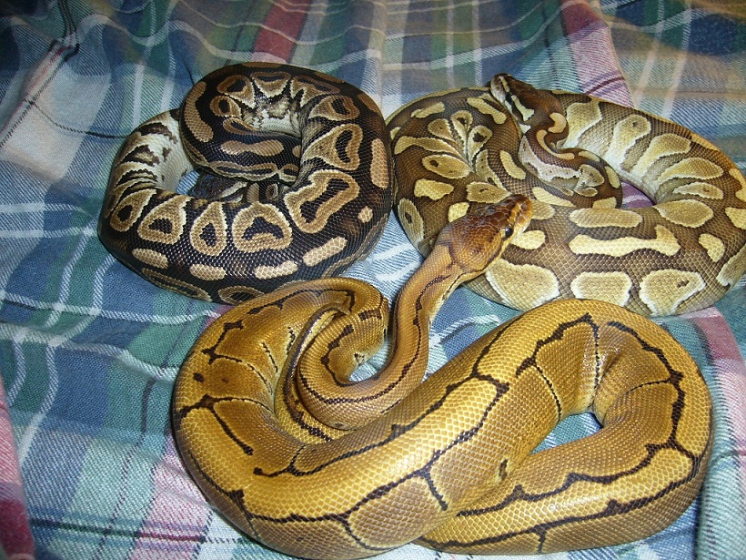 09 F Cinny, 09 F Pinstripe, 09 M Lesser