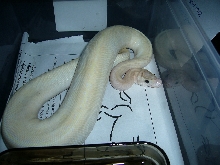 09 M Ivory