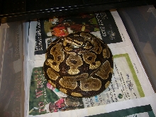 05 Normal on 5 eggs