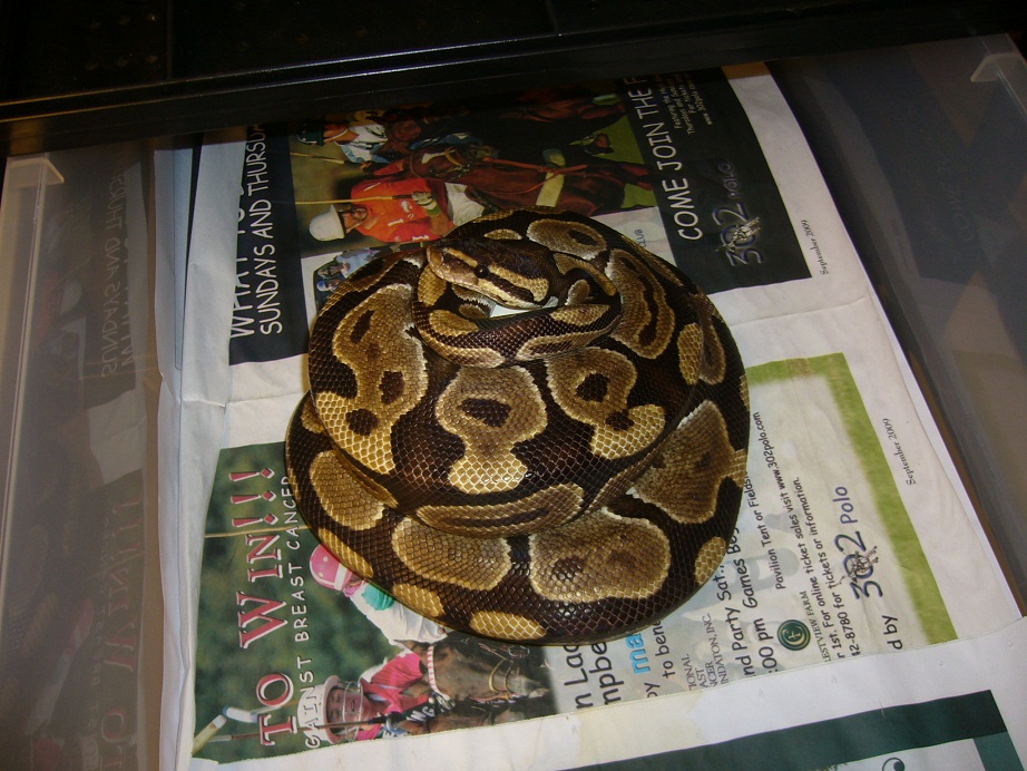 05 Normal on 5 eggs