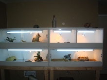 My bearded dragon cages
