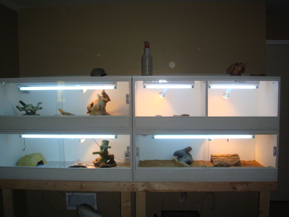 My bearded dragon cages
