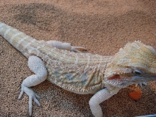 Male Hypo Leatherback Het Trans