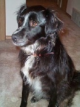 Guess her breed?