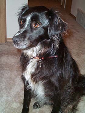 Guess her breed?
