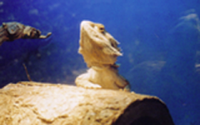 Dragon 1
