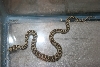 Is this a gopher or rattle snake?