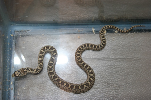 Is this a gopher or rattle snake?