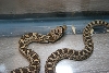 Is this a gopher or rattle snake?