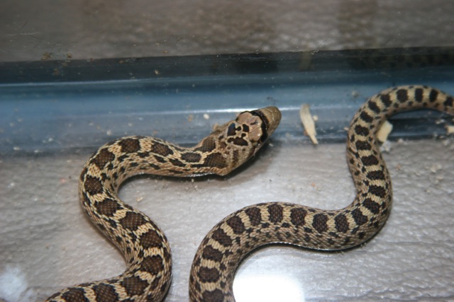 Is this a gopher or rattle snake?