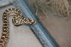 Is this a gopher or rattle snake?