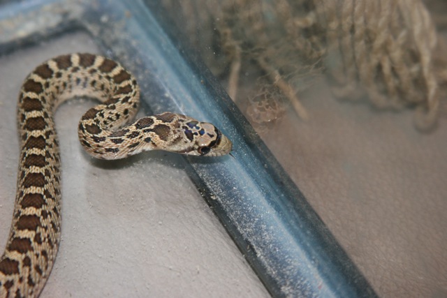 Is this a gopher or rattle snake?