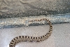 Is this a gopher or rattle snake?