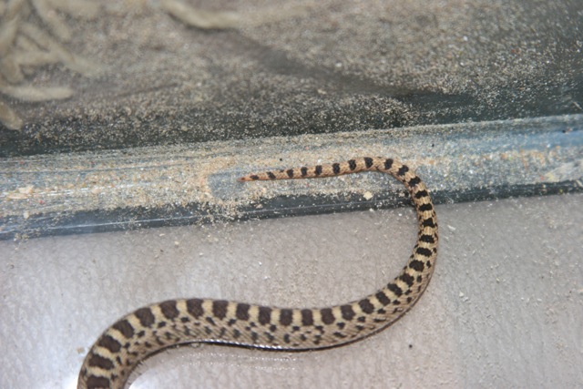Is this a gopher or rattle snake?