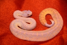snow atrox