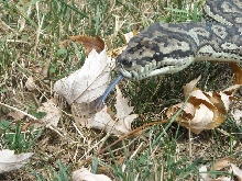 Blue tongue