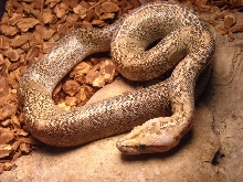 my new granite burm