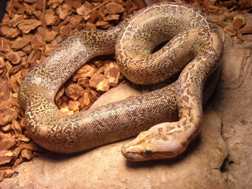my new granite burm