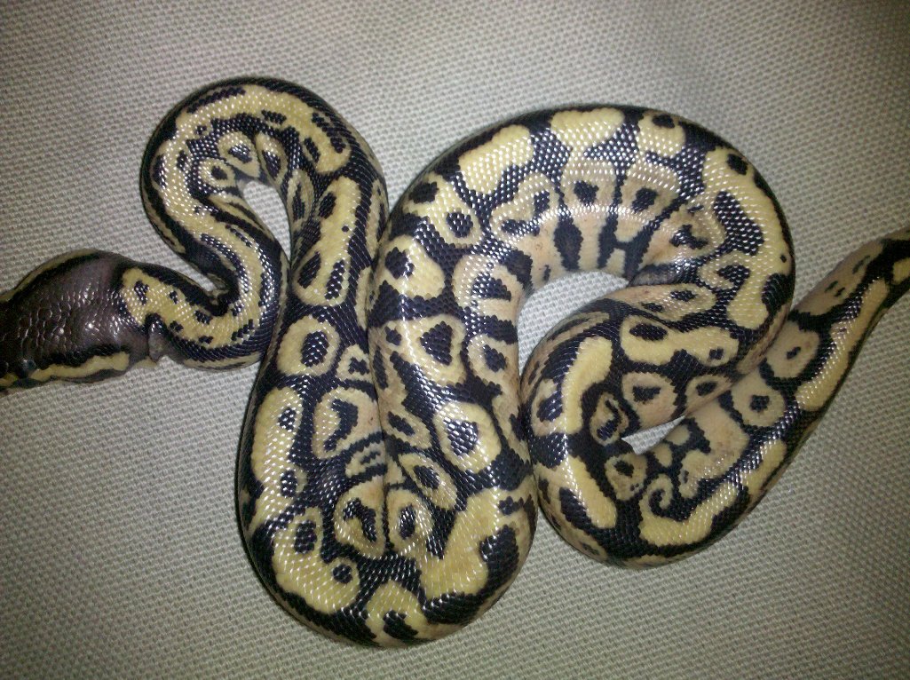 pastel1