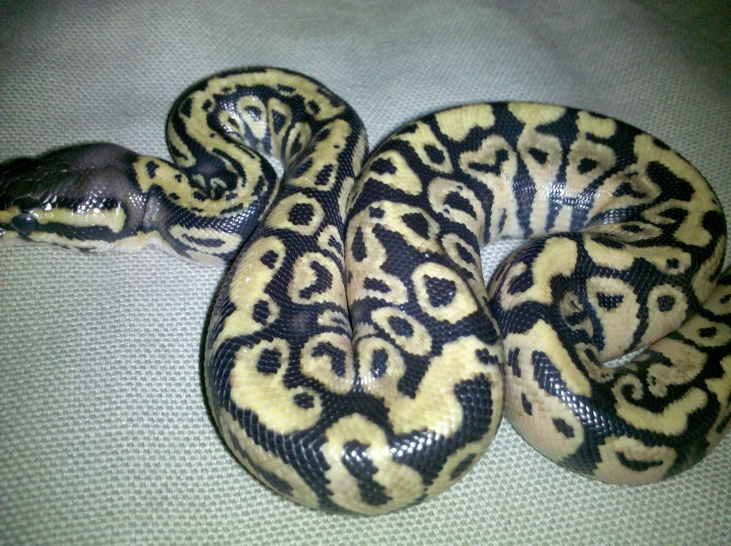 pastel2