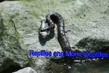 Northern Water Snake Eating a Carp