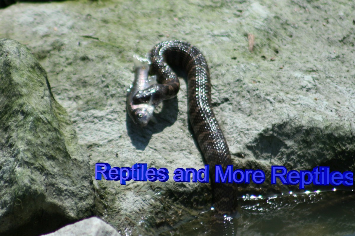 Northern Water Snake Eating a Carp
