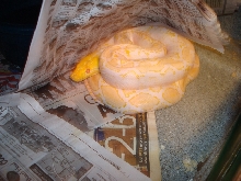 Male-retic-1